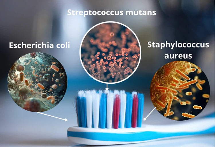 Batteri e Micro particelle Fecali Nascoste tra le Setole: Il Pericolo del Tuo Spazzolino Quotidiano
